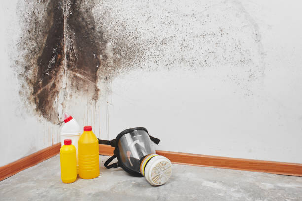 Best Office Mold Removal Services  in Nanawale Estates, HI