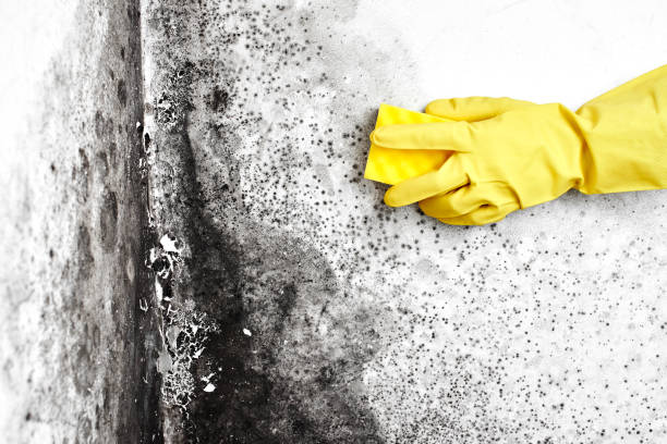 Best Professional Mold Removal  in Nanawale Estates, HI