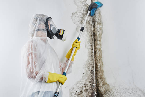 Home Mold Removal in Nanawale Estates, HI