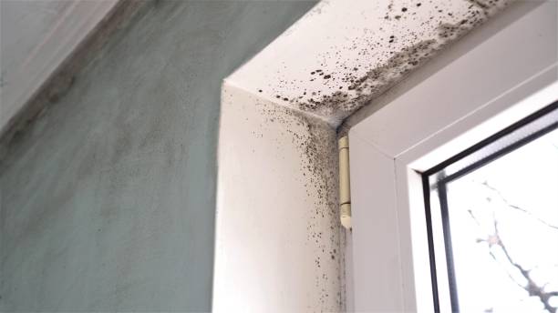 Best Residential Mold Removal  in Nanawale Estates, HI