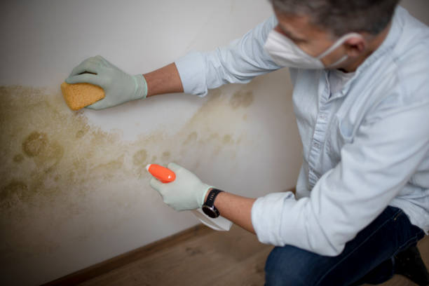 Best Residential Mold Removal  in Nanawale Estates, HI