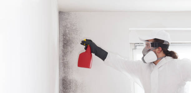 Best Same-Day Mold Removal  in Nanawale Estates, HI