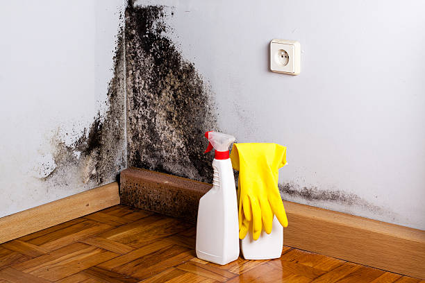 Best Mold Removal Company Near Me  in Nanawale Estates, HI