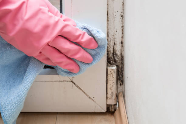 Best Black Mold Removal  in Nanawale Estates, HI